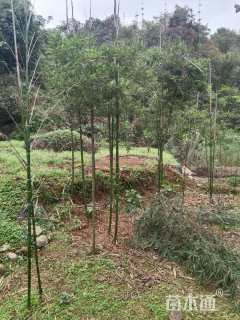 地栽苗雷竹