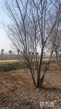 35公分(5杆)丛生朴树