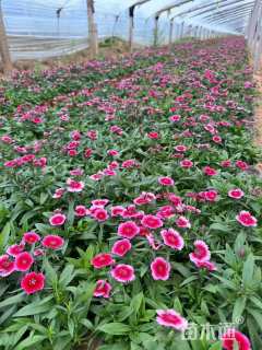 高度15厘米石竹