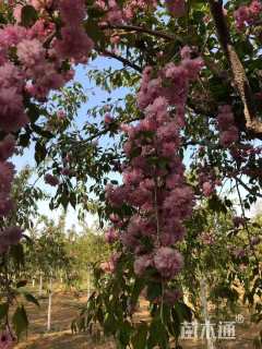 11公分菊枝垂樱