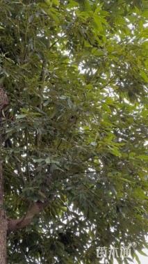 30公分金丝楠木