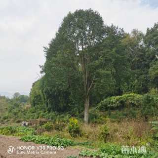 50公分乐昌含笑