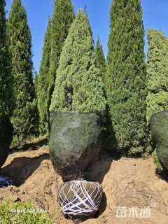 高度600厘米塔柏