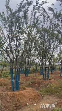 110公分(5杆)丛生朴树