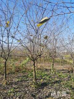 12公分加拿大紫荆