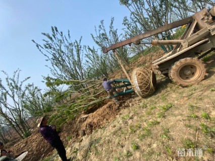 30公分丛生朴树