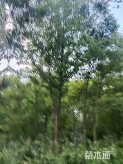 20公分北美鹅掌楸