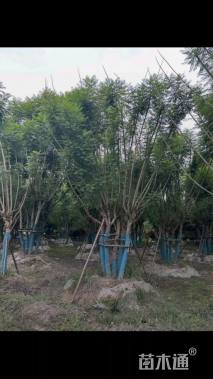 12公分(5杆)丛生蓝花楹