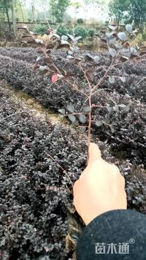 高度30厘米红花继木