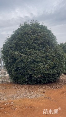 高度700厘米丛生桂花