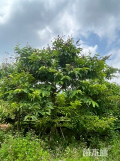 15公分大叶紫薇