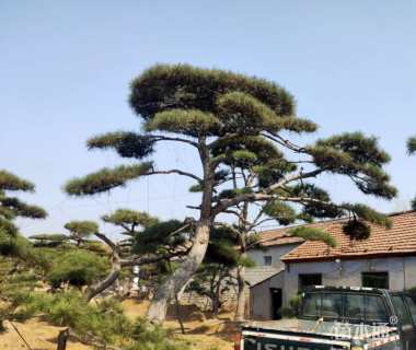 23公分造型黑松