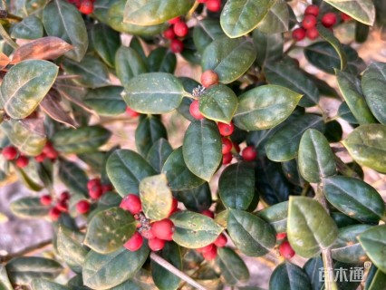 冠幅120厘米无刺枸骨球