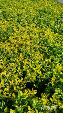 高度25厘米连翘