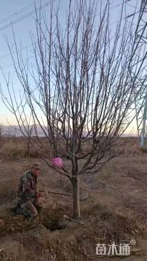 12公分八棱海棠