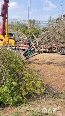 高度700厘米丛生五角枫