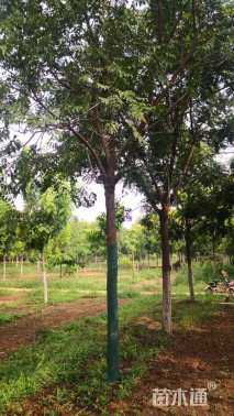 15公分栾树