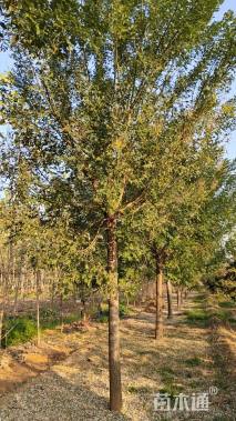 19公分速生国槐