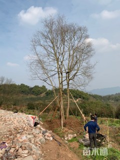 98公分(5杆)丛生乌桕