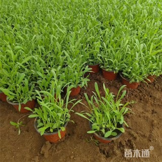 高度18厘米准噶尔矢车菊