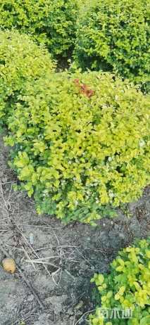 高度1500厘米变色女贞