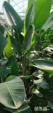 高度120厘米天堂鸟