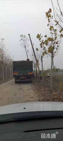 9公分金叶复叶槭