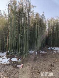 地栽苗刚竹