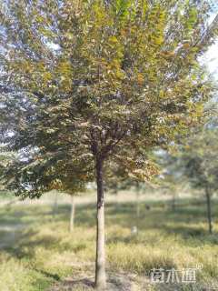 20公分榉树