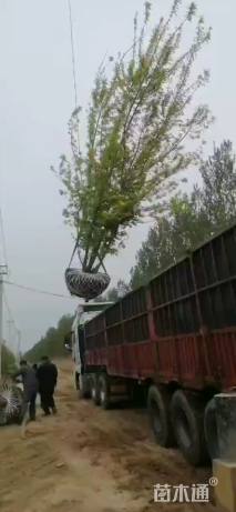 60公分金叶复叶槭