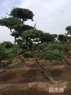 10公分造型小叶女贞