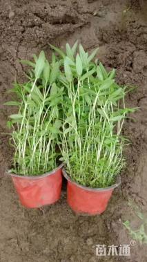 高度15厘米千屈菜