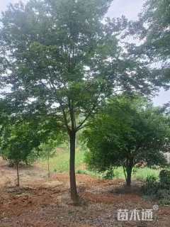 15公分朴树