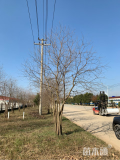 40公分丛生乌桕