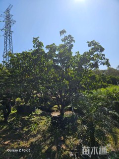 高度400厘米黄皮