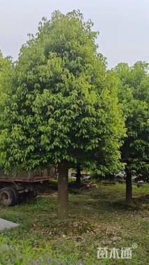 22公分香樟