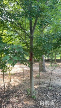 10公分美国红枫-红点