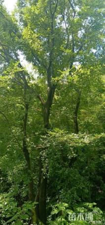 50公分丛生朴树