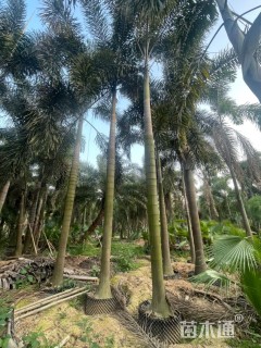 裸干高250厘米狐尾椰