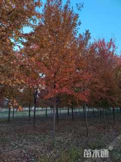 15公分美国红枫-秋火焰