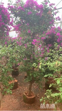 高度1200厘米三角梅