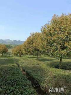 12公分红叶石楠