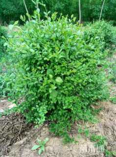 5公分造型小叶女贞