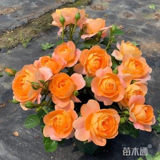 高度20厘米欧洲月季