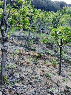 20公分染井吉野樱