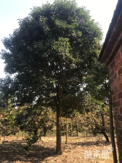 20公分大叶女贞