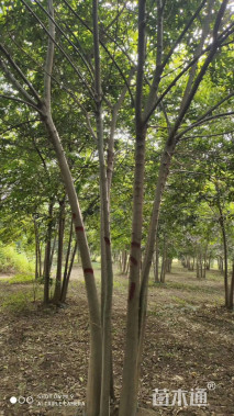 80公分丛生朴树