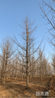 25公分银杏