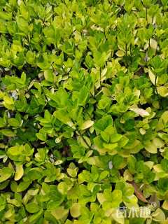 高度50厘米金森女贞小苗