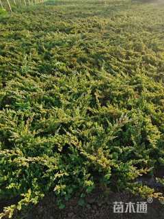 高度50厘米匍地柏